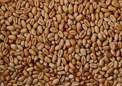 Wheat grain