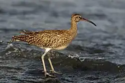 Eurasian whimbrel, Fuerteventura