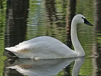 Whistling swan, C. c. columbianus