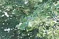 A white-eared bulbul in Ayamama Life Valley