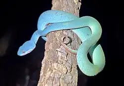 Blue color variant of Lesser Sunda Islands pit viper In Komodo island, Indonesia