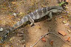 Crooked tail