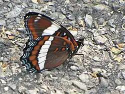 L. a. arthemis, ventral, Ottawa, Ontario