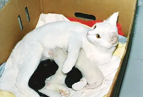 Kittens nursing