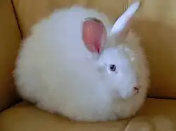 Satin Angora Blue-eye white