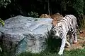 White tiger