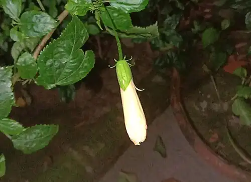 White-coloured flower bud at night