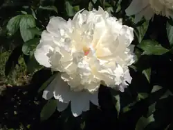 A white peony