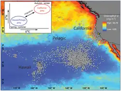 Map of the northwest Pacific with dots representing white shark movements