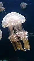 White-spotted jellyfish exhibited at the aquarium]] in the S.E.A. Aquarium, Marine Life Park, Resorts World Sentosa, Singapore - 20130105-05.JPG