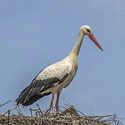 White stork, Huelva