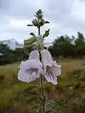 Sesamum trilobum