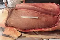White shark cut open to show live