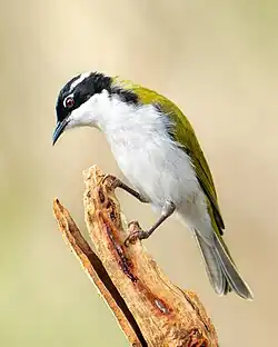 White-throated honeyeater