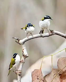 A trio