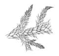 Wijkia extenuata extenuata