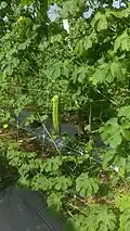 Cucurbitaeaes develop well on a trellising system