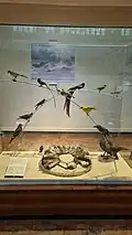 Bird taxidermy in Nairobi National Museum