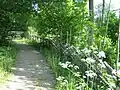 A pedestrian path in the castle's park (ca 2009)
