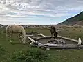Horses, Pollett's Cove