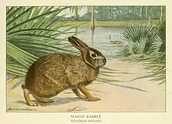 Drawing of brown rabbits in and around a marsh