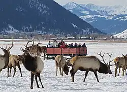 A group of tourists in a horse-drawn wagon looking at a group of elk in the winter at the National Elk Refuge