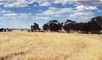 Willenabrina