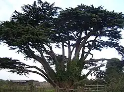 Cedar southwest of power station