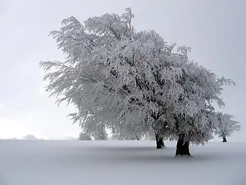 Image 38Winter is one of the four seasons of temperate zones. Meteorological winter is the season having the shortest days (which vary greatly according to latitude) and the lowest temperatures. (Credit: Richard Fabi.) (from Portal:Earth sciences/Selected pictures)