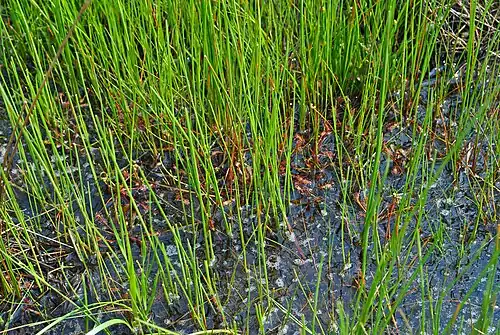 A close-up of the dense vegetation growing on the peat mat covering the central basin