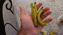 Four winged bean pods rest in the palm of a man's hand
