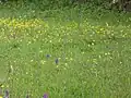 Metfield Meadow