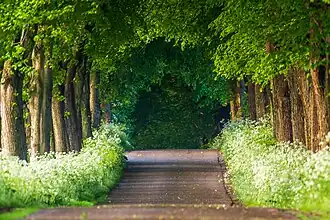 Avenue in Schaalby (Skålby)