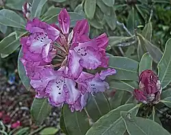 Pink rhododendron at RHS Wisley