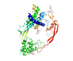 Crystal structure of Wnt8 bound to the Frizzled8 cysteine rich domain. Wnt resembles a hand that is "pinching" Frizzled with its thumb and forefinger.