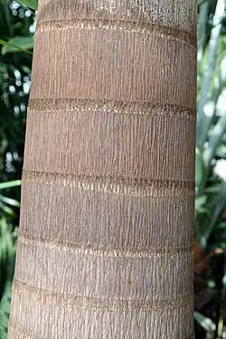 Trunk