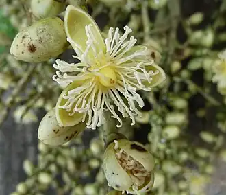 Male flower