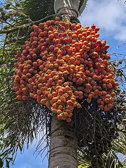 Ripe fruit