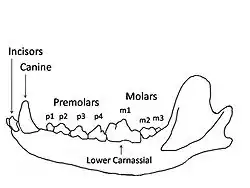 Image 20A wolf mandible diagram showing the names and positions of the teeth (from Dog anatomy)