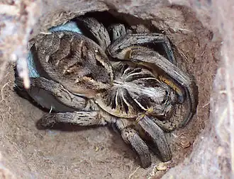 Geolycosa sp. in burrow