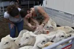 Women checking a sheep's FAMACHA