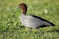 Maned duck (Chenonetta jubata)