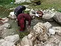 Qashqhaï women (nomadic shepherds) washing the just harvested wool. Sarab-e Bahram, Area of Noorabad, Fars, Iran, April 2007
