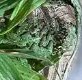 Freshly hatched isabella tiger moth caterpillars alongside a bunch of frass