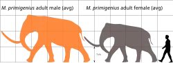 Skeletal diagram of 3.7 metre (12.1 ft) tall Columbian mammoth compared to a human