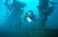 Submerged wrecks create artificial reef habitat