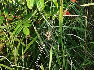 Writing spider on stabilimentum in Iowa