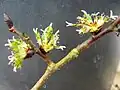 Nascent seeds