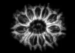 X-ray of a pyrene of Elaeocarpus angustifolius revealing 10 seed-bearing locules inside; the number of locules in E. angustifolius pyrenes is variable between individual fruits