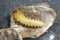 Larva